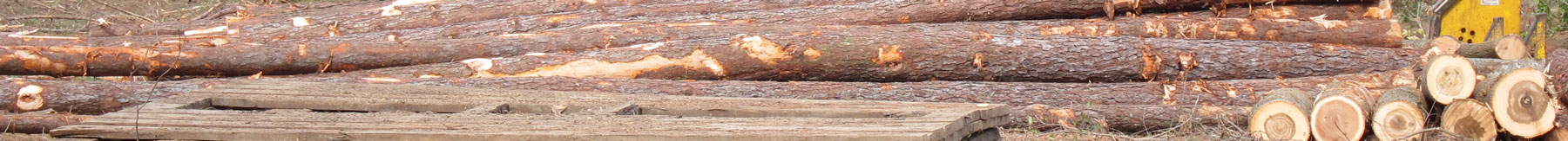 photo of log harvest pile